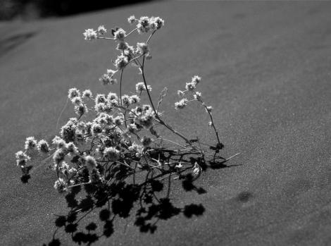 gray_australia_desert_flowers_bush_landscapes_hd-wallpaper-248618